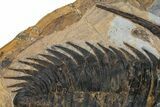 Acadoparadoxides Trilobite With Dark Shell - No Restoration #359409-2
